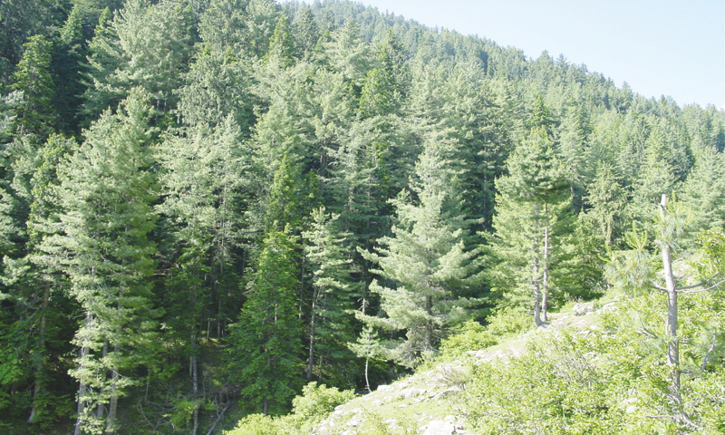 Khyber Pakhtunkhwa government advances measures to expand forest cover and strengthen environmental protection